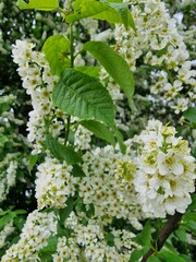 Wei&szlig; bl&uuml;hender Baum. Bl&uuml;hende Pflanze. Stempel und Staubblatt. Blumenkopf. Wei&szlig;e Bl&uuml;tenbl&auml;tter. Fr&uuml;hlingsszene. Gr&uuml;ne Bl&auml;tter. &Uuml;ppiges Laub. Nat&uuml;rliches Muster. Blumen. Nat&uuml;rlichen Umgebung. &Ouml;kologie.