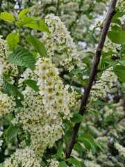 Weiß blühender Baum. Blühende Pflanze. Stempel und Staubblatt. Blumenkopf. Weiße Blütenblätter. Frühlingsszene. Grüne Blätter. Üppiges Laub. Natürliches Muster. Blumen. Natürlichen Umgebung. Ökologie.