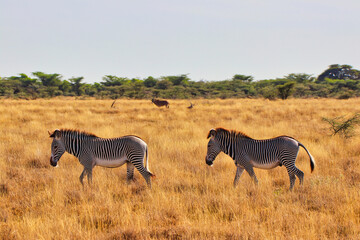 Fototapeta premium Two endangered Grevy's Zebras on the lookout for fresh grass in the dry savanna plains with a Beisa Oryx for company in the vast Buffalo Springs Reserve in Samburu County, Kenya
