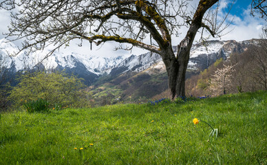 A tree with the first spring flowers in the Ariège Pyrenees with the snow-capped peaks in the background