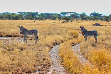Two endangered Grevy's Zebras looking out for danger at the safari game trails of the vast  Buffalo Springs Reserve in Samburu County, Kenya