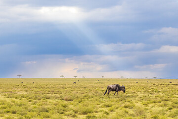 Paisaje de sabana africana nublado con ñus 