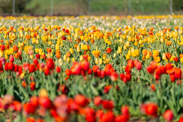 Rows of red and yellow tulips at Burnside Farms in Virginia