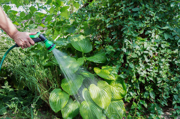 A gardener with a watering hose water the flowers in the garden on a summer sunny day. Gardening, growing and flower care concept.