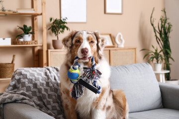 Cute Australian Shepherd dog with rope toy on grey sofa in living room - obrazy, fototapety, plakaty