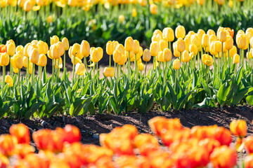 Rows of happy yellow tulips, taken at Burnside Farms in Virginia