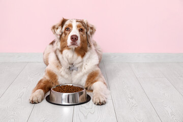 Cute Australian Shepherd dog lying with bowl of dry food near pink wall