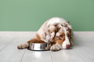 Cute Australian Shepherd dog lying with bowl of dry food near green wall
