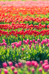 Rows of colorful tulips in selective focus. Burnside Farms in Northern Virginia