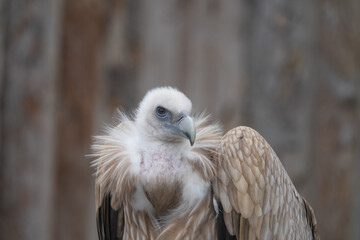 Tallinn Estonia - April 06 2024: Head portrait of The Himalayan griffon vulture (Latin: Gyps...