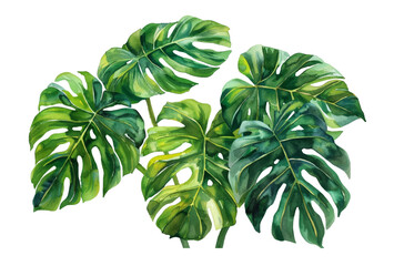 Fototapeta na wymiar Exotic plants, palm leaves, monstera on an isolated white background, watercolor vector illustration
