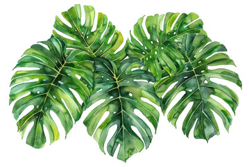 
Exotic plants, palm leaves, monstera on an isolated white background, watercolor vector illustration