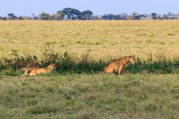 Naklejka na ściany i meble Pride of lions (Panthera leo) in savannah in Serengeti national park, Tanzania