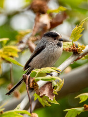 Lomg tailed tit