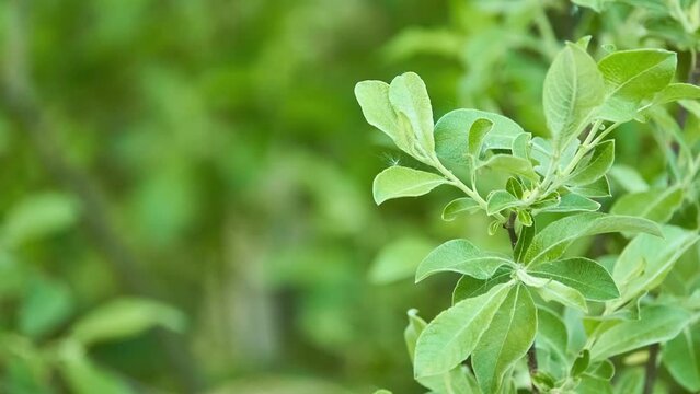 Salix cinerea (common or grey sallow, grey willow, grey-leaved sallow, large grey, pussy or rusty sallow ) is willow native to Europe and western Asia.