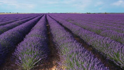 Blooming lavender fields with blue lavender flowers in summer Spain. Farm for the production of lavender oil. Aerial view from a drone.