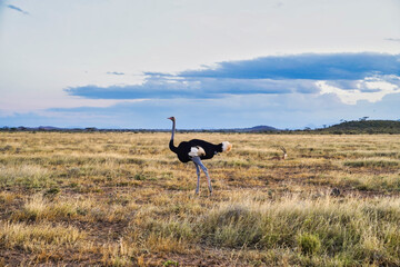 A lone endangered male Somali Ostrich,native to North Kenya roams the vast dry grass plains of the...