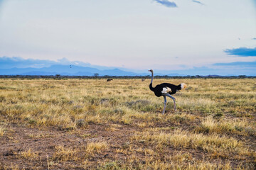 Obraz na płótnie Canvas A beautiful scene of a lone endangered Somali male Ostrich moving through the samburu grasslands in the late evening at the Buffalo Springs Reserve in Samburu County, Kenya