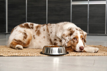Cute Australian Shepherd dog lying with bowl of dry food in kitchen