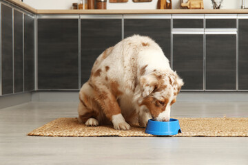 Cute Australian Shepherd dog eating dry food from bowl in kitchen