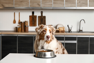 Cute Australian Shepherd dog sitting with bowl of dry food at table in kitchen