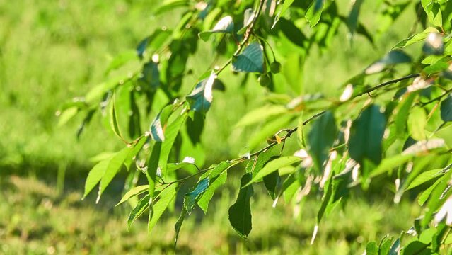 Leaves and Unripe cherry fruit. Prunus cerasus (sour, tart or dwarf cherry) is a species of Prunus in the subgenus Cerasus (cherries), native to much of Europe and southwest Asia.