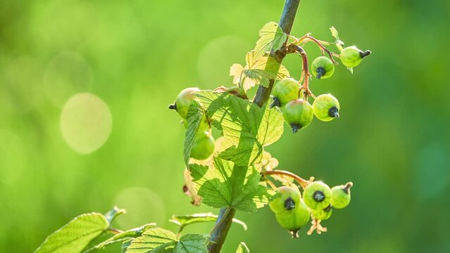 Unripe blackcurrant fruit. The blackcurrant (Ribes nigrum), also known as black currant or cassis, is a deciduous shrub in the family Grossulariaceae grown for its edible berries.