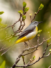 Grey wagtail