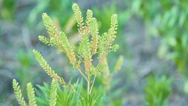 Lepidium is a genus of plants in the mustard-cabbage family, Brassicaceae. General common names include peppercress, peppergrass, pepperweed, and pepperwort. Some species form tumbleweeds.