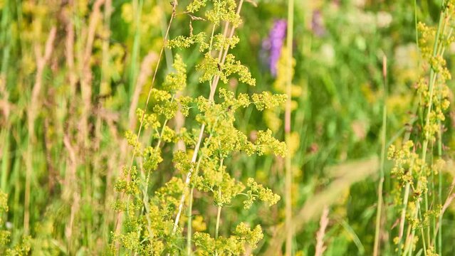 Galium verum (lady's bedstraw or yellow bedstraw) is a herbaceous perennial plant of the family Rubiaceae. It is widespread across most of Europe, North Africa, and temperate Asia from Palestine