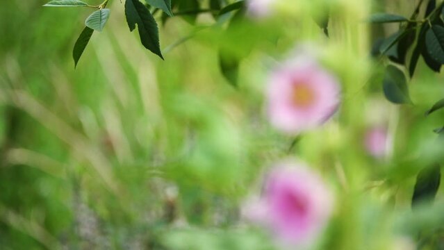 Focus translation: Alcea rosea (Common or Garden hollyhock, Rose mallow, Hibiscus) is an ornamental dicot flowering plant in the family Malvaceae.