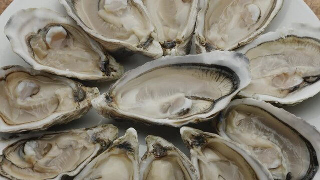 Fresh raw edible oysters, popular shellfish seafood close-up. Mollusk marine oysters.