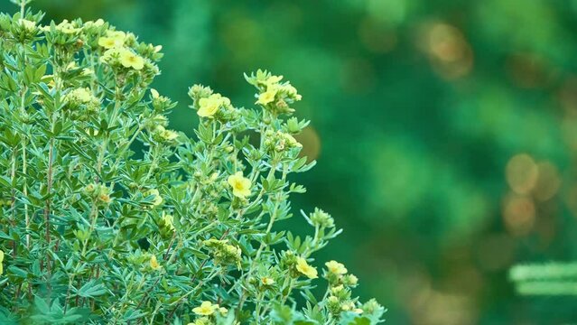 Potentilla norvegica is a species of cinquefoil known by common names rough cinquefoil, ternate-leaved cinquefoil, and Norwegian cinquefoil. It is native to Europe, Asia, and parts of North America.