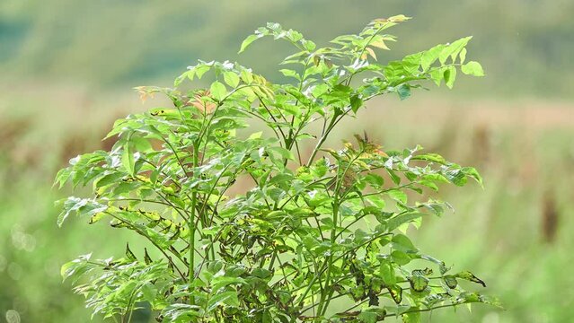 Fraxinus excelsior, known as ash, or European ash or common ash to distinguish it from other types of ash, is flowering plant species in olive family Oleaceae.