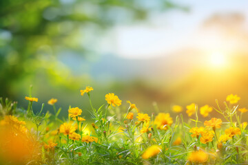 Marigold field at Summer beneath blue sky