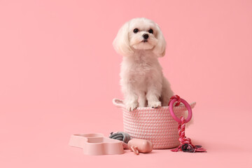 Cute Bolognese dog in braided bag with toys on pink background