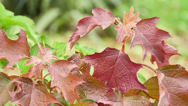Hydrangea quercifolia, commonly known as oakleaf hydrangea or oak-leaved hydrangea, is flowering plant in family Hydrangeaceae.