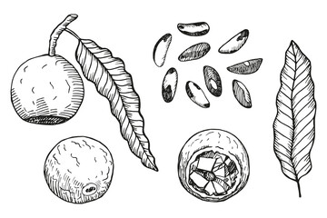 Brazilian nut hand drawn sketch on isolated background. Engraved set with nuts, leaf, flower, fruit, branch. Organic product, food, oil. Design for card, print, paper, recipe, menu, label, packaging 