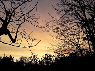 Rami spogli di alberi di fronte ad un tramonto dorato.