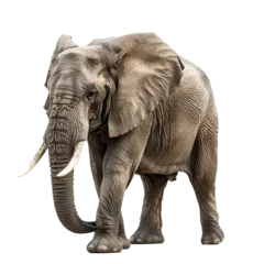 Foto op Aluminium éléphant roi de la jungle, avec ses défenses gris super © David