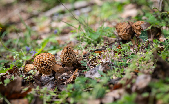 Morilles (Morchella esculenta) en for&ecirc;t