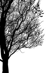 silueta arbol, arbusto, hojas, ramas, otoño, ilustracion, bosques, naturaleza, sequia, atmosfera