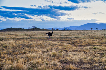 Smoky blue hills in the distance frame a lone endangered Somali Ostrich moving through the dry...
