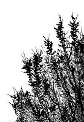 silueta arbol, arbusto, hojas, ramas, otoño, ilustracion, bosques, naturaleza, sequia, atmosfera