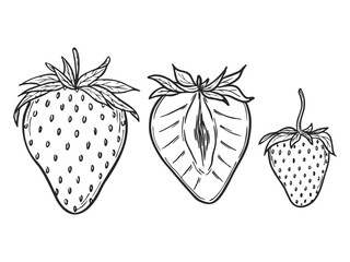 Vector strawberries set, line art drawing, hand drawn botanical outline illustration. Summer fruit monochrome drawing. Isolated design elements for coloring book page, background, pattern, packaging.