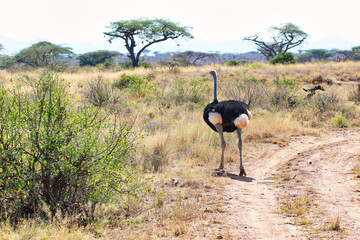 A lone male Somali Ostrich,native to North Kenya and endangered, can hit speeds of upto 70 mph seen here moving through the dry bush of the Buffalo Springs Reserve in Samburu County, Kenya - obrazy, fototapety, plakaty