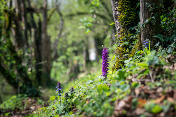 Orchis and blue bugle flowers in the Pyrenees forest
