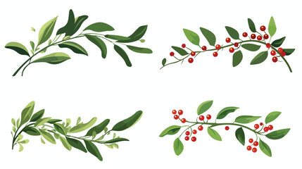 Mistletoe or Viscum Branches with Oblong Leaves and