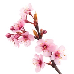 pink cherry flower blossoming branch isolated on white background, Ai Generated