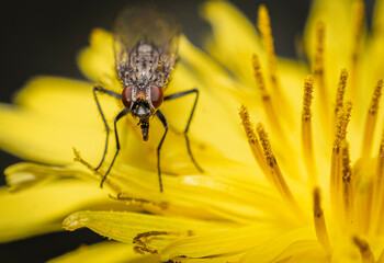 fly on flower